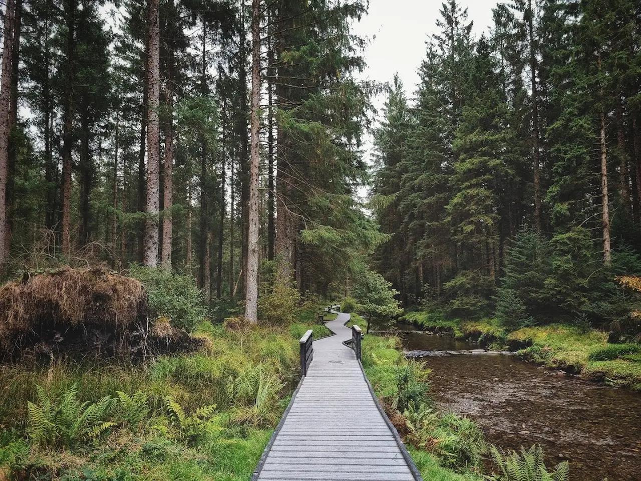 Hafren Forest