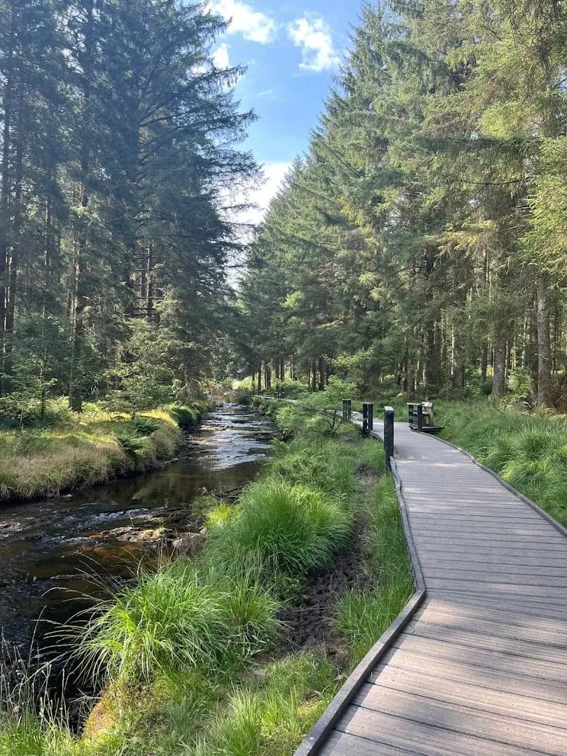 Hafren Forest