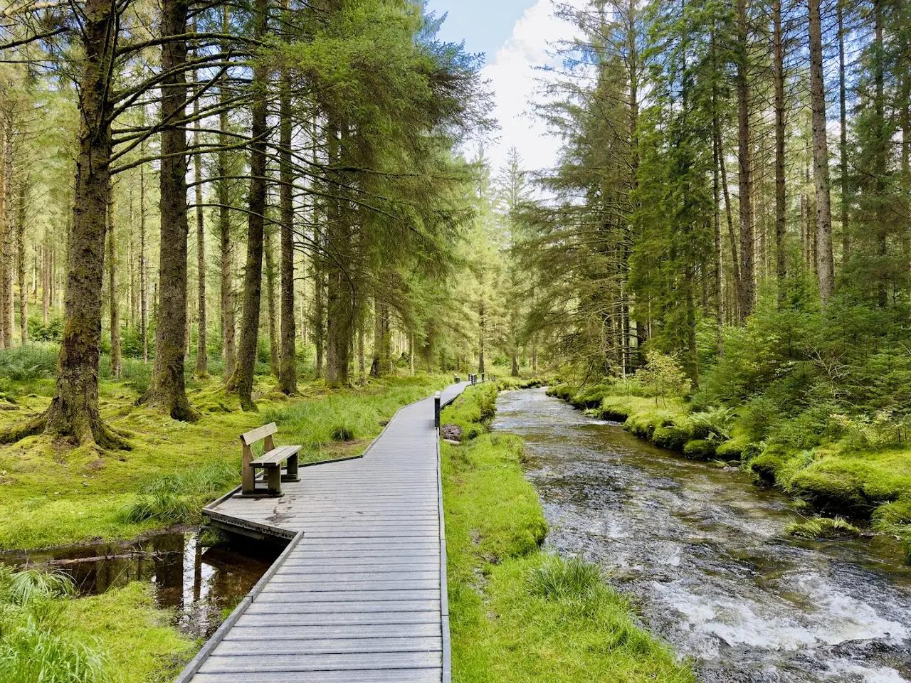 Hafren Forest