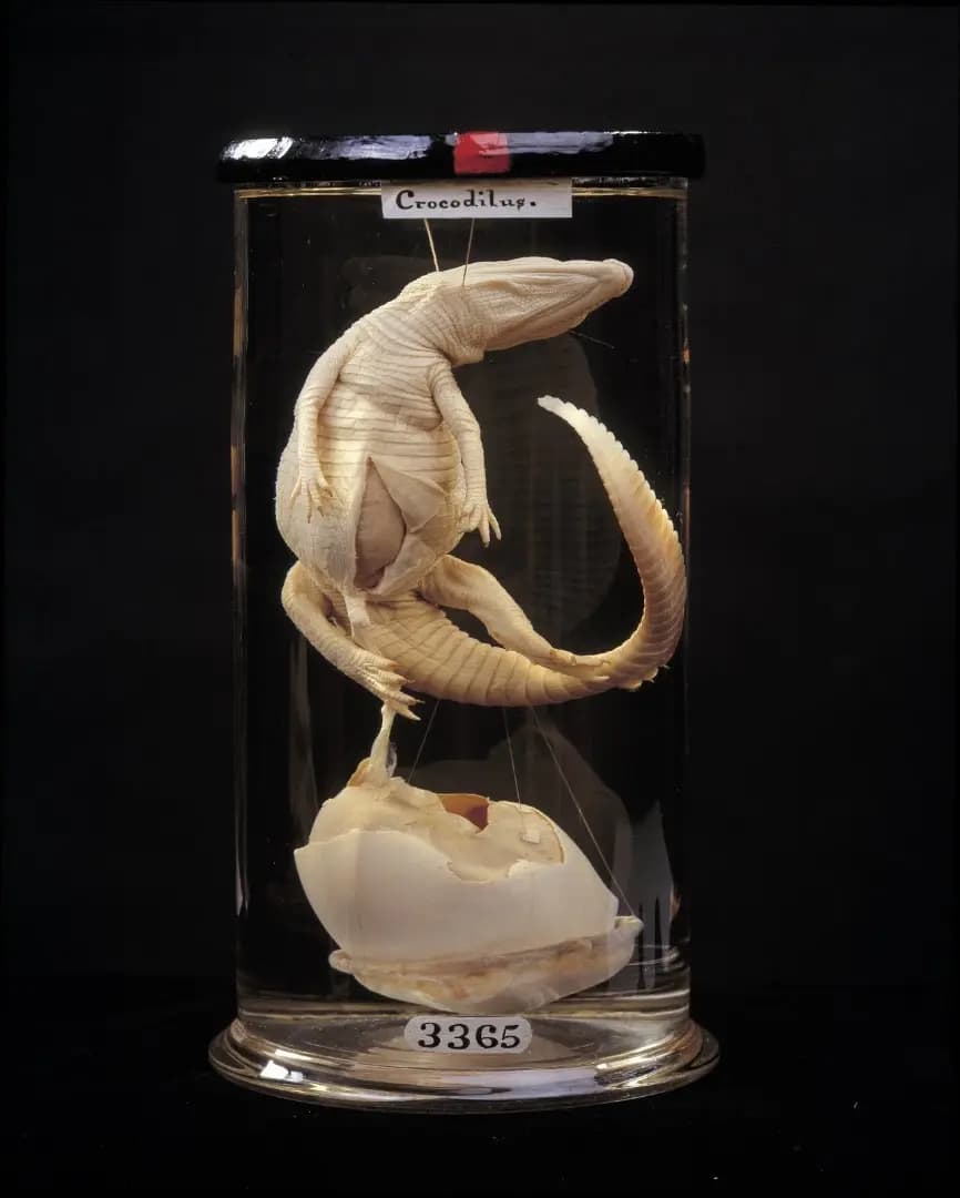 Hunterian Museum