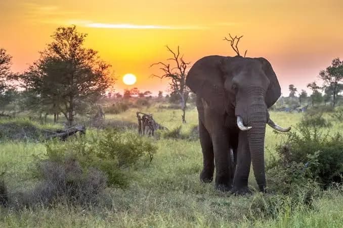 Kruger National Park