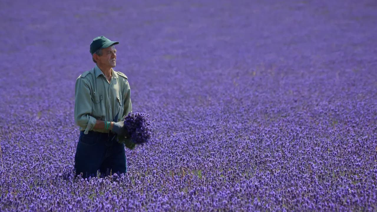 Mayfield Lavender Farm